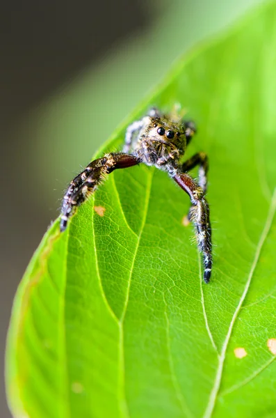 Hasarius adansoni (跳蛛) — 图库照片