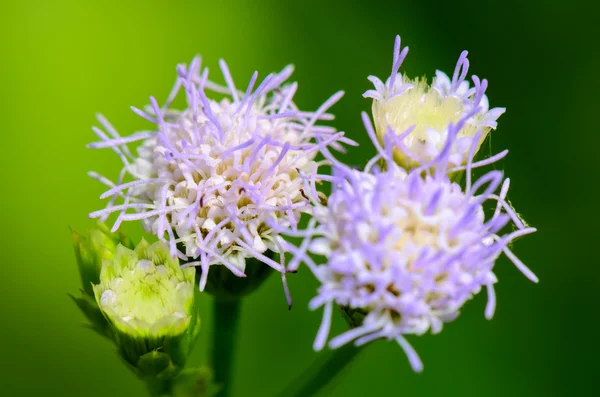 Flowers of Billy Goat Weed ( Ageratum conyzoides ) — Stock Photo, Image