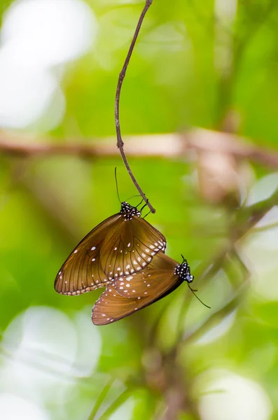 Zwarte Kaiser vlinder (Penthema binghami ) — Stockfoto