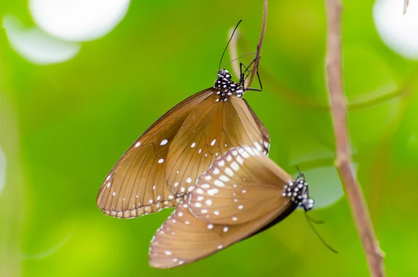 Farfalla Kaiser nera (Penthema binghami  ) — Foto Stock