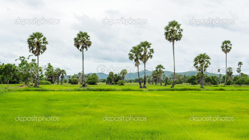 Rice field