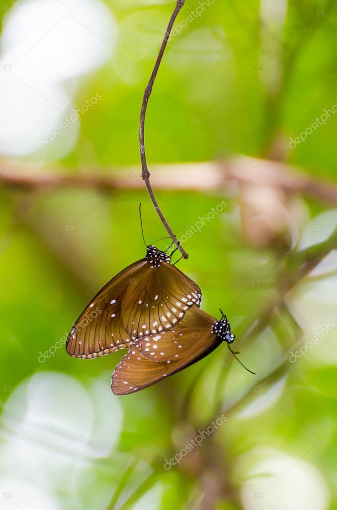 Mariposa Kaiser negra (Penthema binghami ) 2023