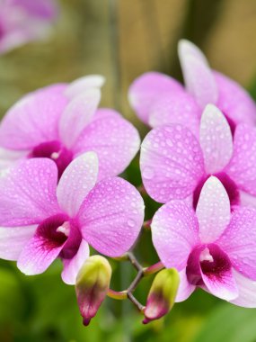 Dendrobium Orkide melez olan beyaz ve pembe çizgiler