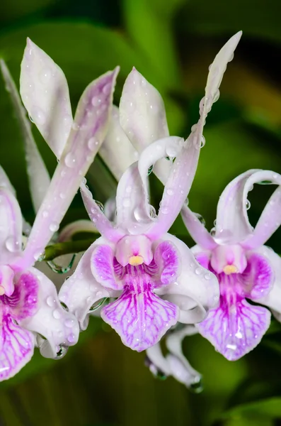 Dendrobium hybrides d'orchidées est blanc avec des rayures roses . — Photo