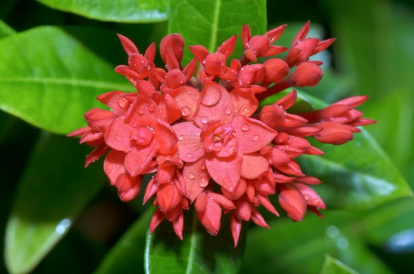 Красный цветок Вест-Индии Жасмин (Ixora chinensis Lamk  ) — стоковое фото