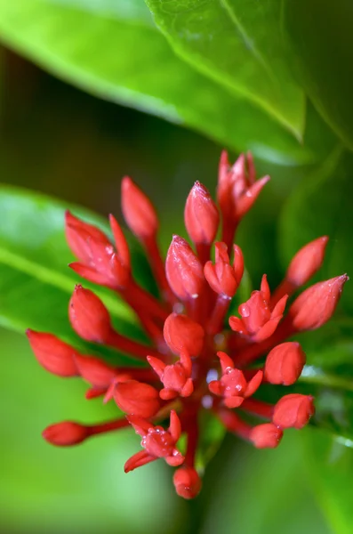 Красные почки цветка Ixora chinensis Lamk — стоковое фото