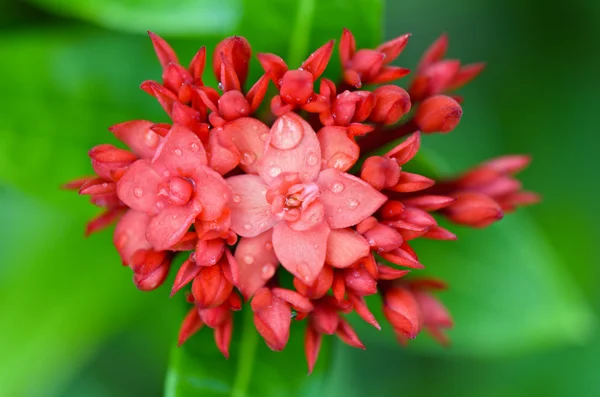 Красный цветок Вест-Индии Жасмин (Ixora chinensis Lamk  ) — стоковое фото
