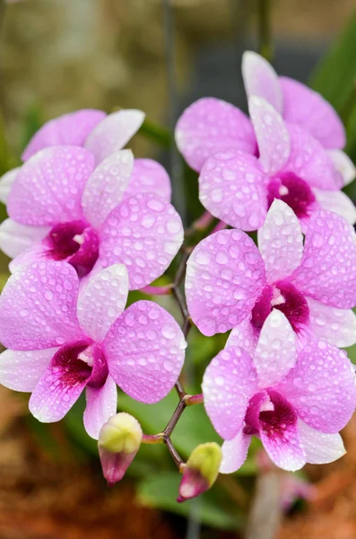 Dendrobium hybrides d'orchidée est rayures blanches et roses — Photo