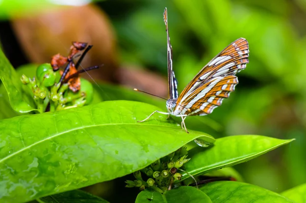 Common Sailor butterfly (Neptis hylas papaja) — Stock Photo, Image