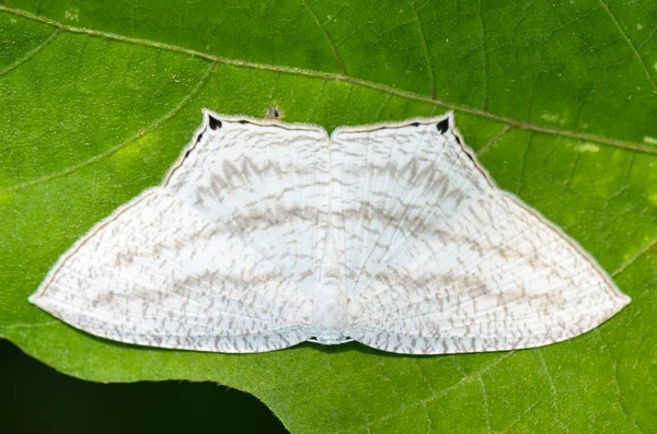 Micronia aculeata witte vlinder — Stockfoto
