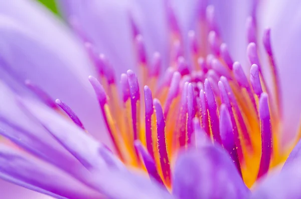 Macro pollen of purple lotus ( Nymphaea Nouchali ) — Stock Photo, Image