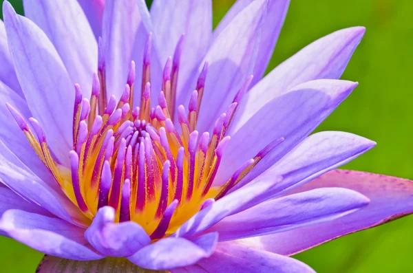 Close up pollen of purple lotus ( Nymphaea Nouchali ) — Stock Photo, Image