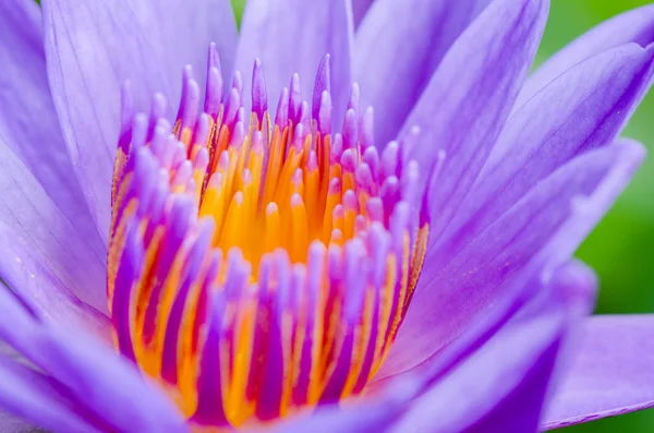 Macro pollen de lotus pourpre (Nymphaea Nouchali  ) — Photo