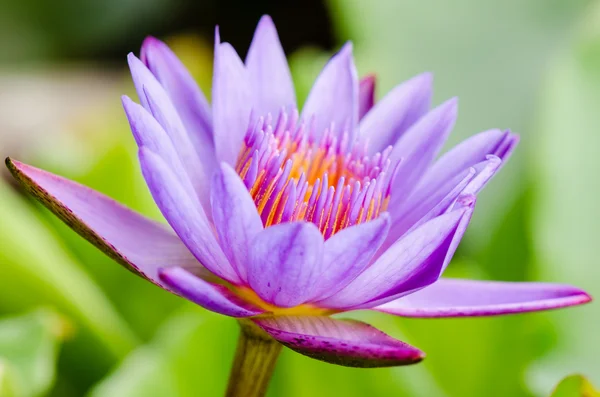 Lotus pourpre (Nymphaea Nouchali)  ) — Photo