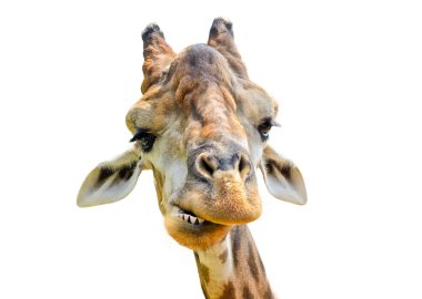 Zürafa (zürafa zürafa) üzerinde beyaz izole