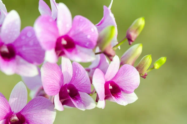 Dendrobium Orkide melez olan beyaz ve pembe çizgiler