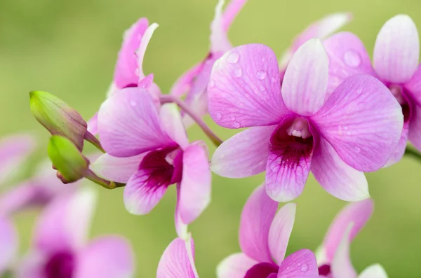 Dendrobium hybrides d'orchidée est rayures blanches et roses — Photo