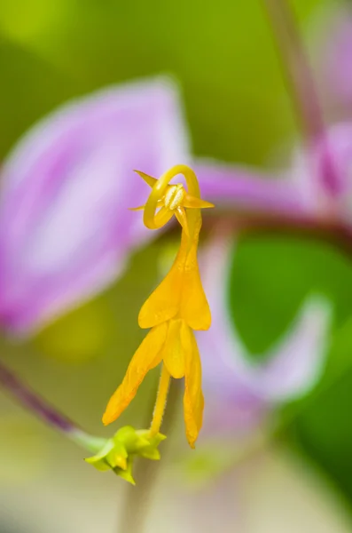 Fleur de Globba winitii ou fille dansante mauve — Photo