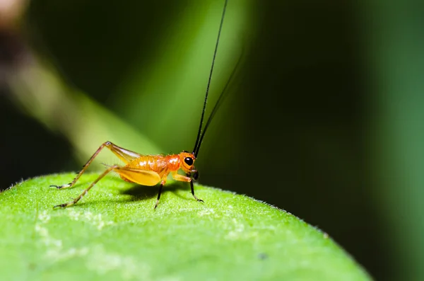 Conocephalus Melas tiny red young Cricket — Stock Photo, Image