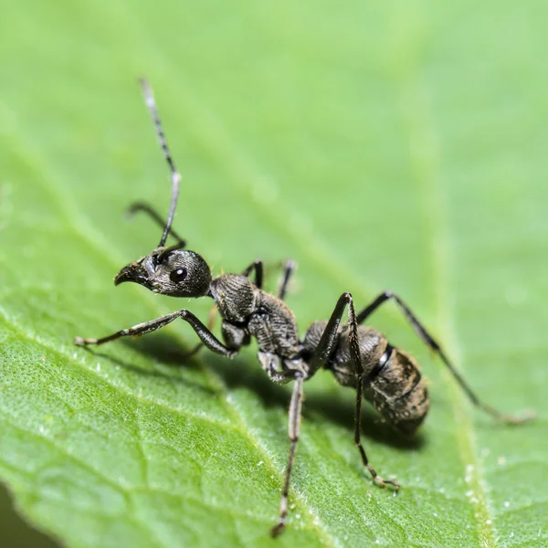 Černý mravenec carpenter (camponotus pennsylvanicus) — Stock fotografie