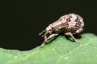 Makro otiorhynchus scaber veya weevil