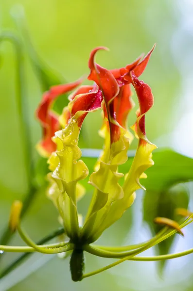 Gloriosa Superba ou fleur de lys grimpant — Photo