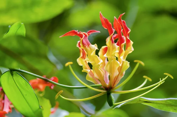 Gloriosa Superba ou fleur de lys grimpant — Photo