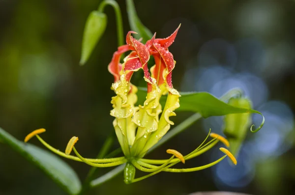 Gloriosa Superba or Climbing Lily flower — Stock Photo, Image