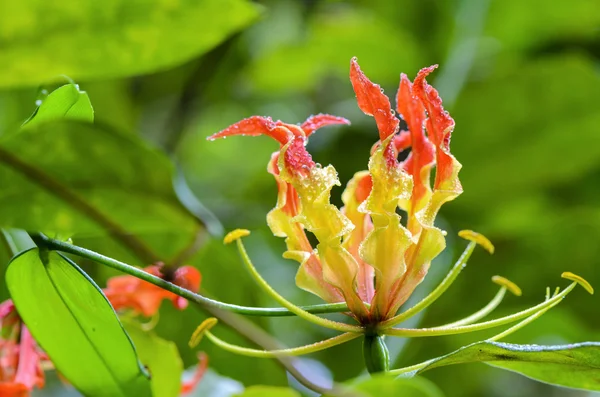 Gloriosa Superba or Climbing Lily flower — Stock Photo, Image