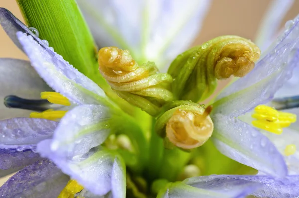 꽃 봉 오리 보라색 monochoria hastata (l.) solms의 꽃 — 스톡 사진