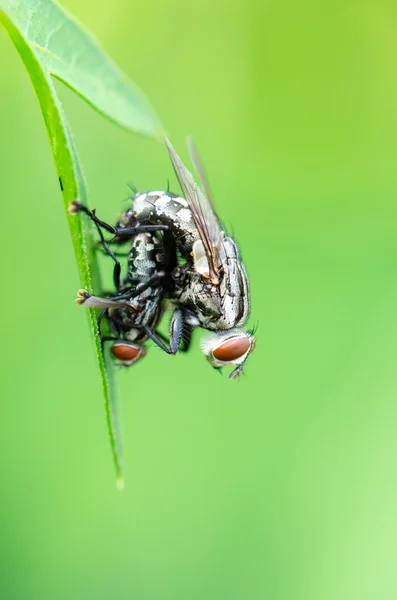 Mouche de la chair accouplement — Photo