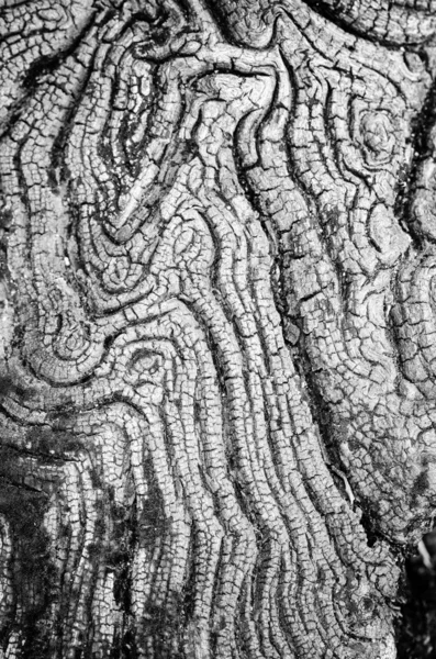 Texture de vieux bois noir et blanc — Photo