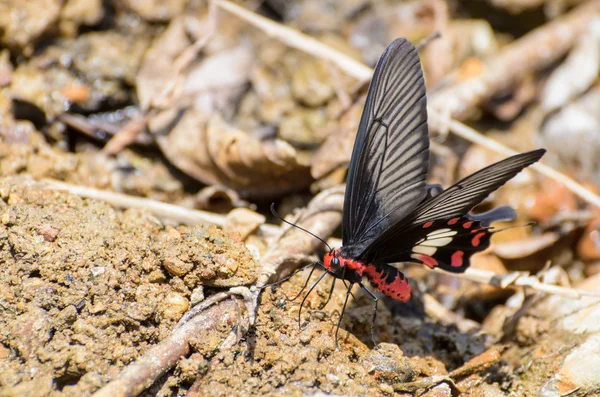 Rose Swallowtail borboleta com vermelho e preto comendo sal lambe — Fotografia de Stock