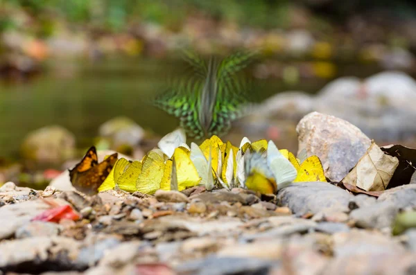 Gran grupo de mariposas alimentándose en el suelo . — Foto de Stock