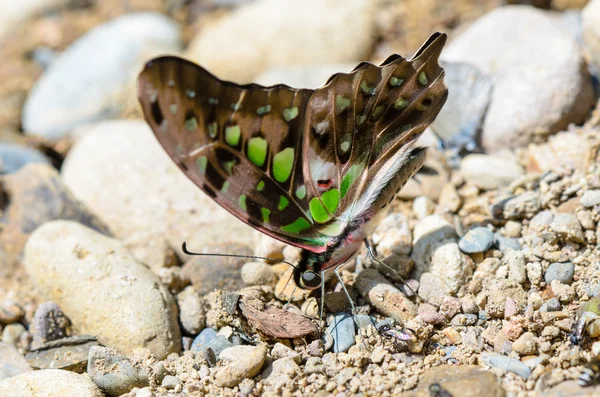 Закрыть хвостик Джей бабочка с зелеными пятнами на крыльях — стоковое фото
