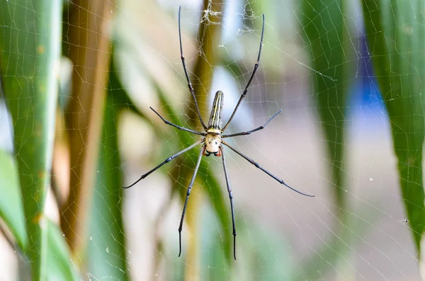 Золотистый паук (Nephila pilipes) ) — стоковое фото