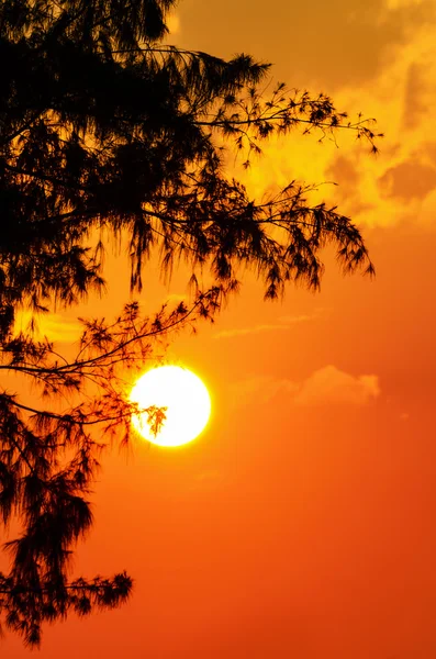 Pôr-do-sol silhueta — Fotografia de Stock