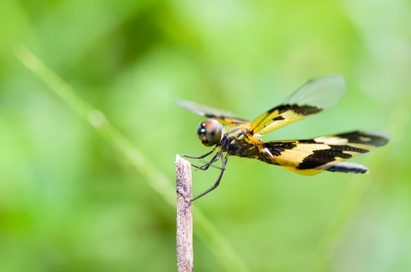 Black and yellow dragonfly — Stock Photo, Image