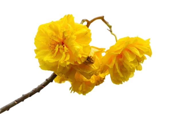 Fleurs jaunes de Cochlospermum Regium sur fond blanc — Photo