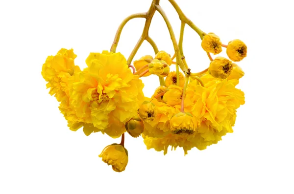 Fleurs jaunes de Cochlospermum Regium sur fond blanc — Photo