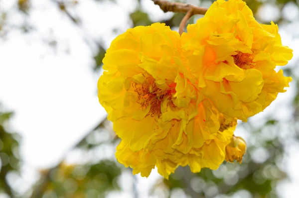 Flores amarillas de Cochlospermum Regium —  Fotos de Stock