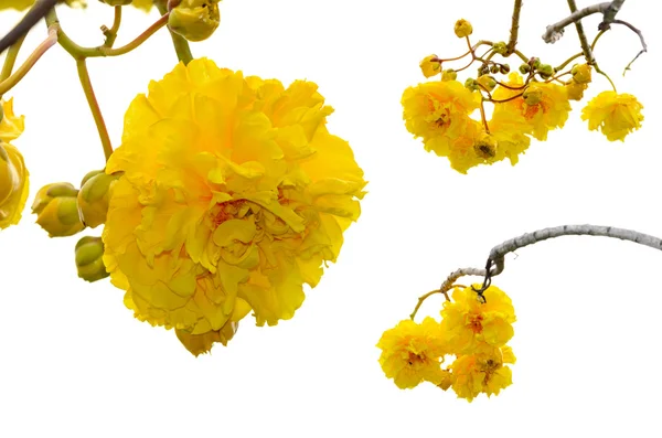 Fleurs jaunes de Cochlospermum Regium sur fond blanc — Photo