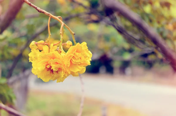 Vintage gele bloemen van Cochlospermum Regium — Stockfoto