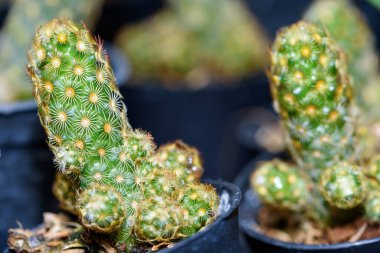 Yeşil küçük kaktüs ya da kaktüs bitkisini kapayın. Egzotik çöl ağacının güzel doğası süs bitkisidir.