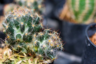Yeşil küçük kaktüs ya da kaktüs bitkisini kapayın. Egzotik çöl ağacının güzel doğası süs bitkisidir.