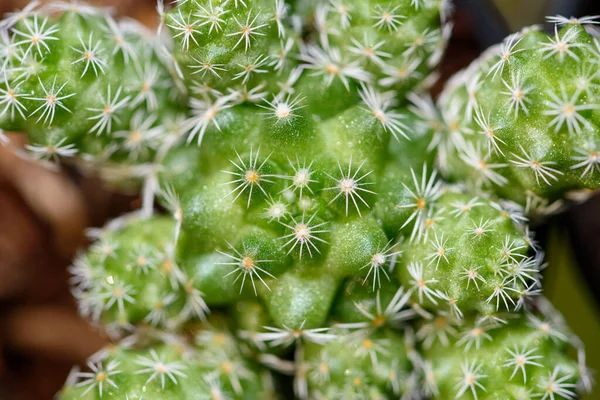 Closeup Top Green Small Cactaceae Cactus Plant Pot Beautiful Nature — Stock Photo, Image