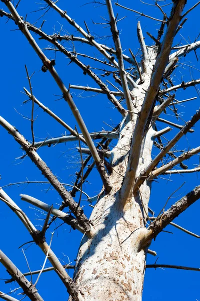 Tronco Albero Rami Morti Una Piantagione Pineta Città Del Capo — Foto Stock