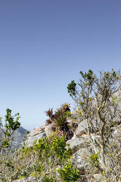 남아프리카 공화국의 케이프 산맥에 초승달 모양의 침엽수와 — 스톡 사진