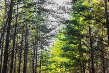 Güney Afrika Cape Town 'daki Çam Ormanı Çiftliğinde sıra sıra ağaçlar.