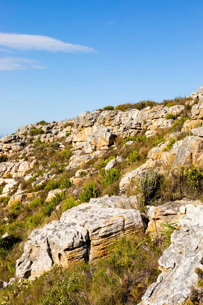 Παχύρρευστο Ορεινό Τοπίο Fynbos Θαμνώδη Χλωρίδα Στο Κέιπ Τάουν Της — Φωτογραφία Αρχείου